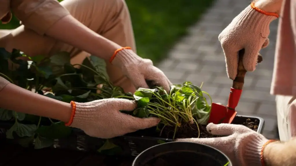 Gardening work